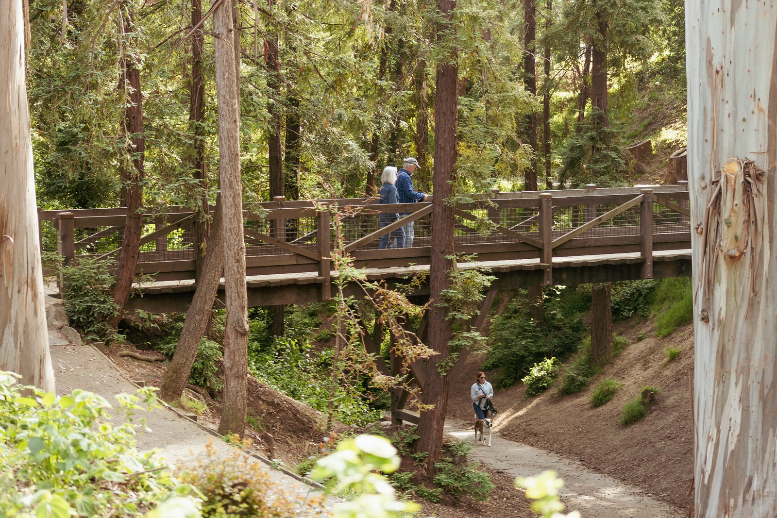 Cover Image for 255 Mountain Avenue presented by Jane Strauch